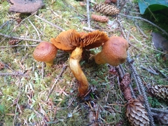 Aureonarius limonius