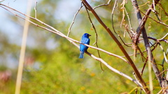 Passerina rositae