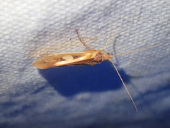 Limnephilus rhombicus