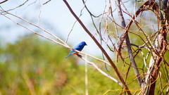 Passerina rositae
