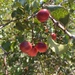 Prunus ilicifolia ilicifolia - Photo (c) btsalyuk, algunos derechos reservados (CC BY-NC)