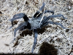 Aphonopelma steindachneri