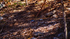 Passerina rositae