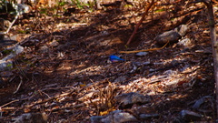 Passerina rositae