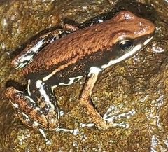 Epipedobates boulengeri