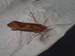 Limnephilus rhombicus
