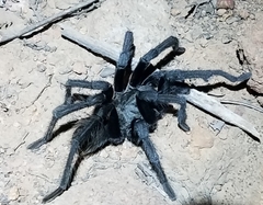 Aphonopelma steindachneri