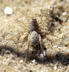 Evippomma squamulatum