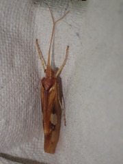 Limnephilus rhombicus