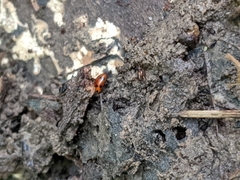 Hippodamia variegata