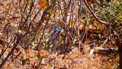 Passerina rositae