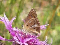 Polyommatus ripartii