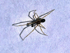 Neottiura bimaculata