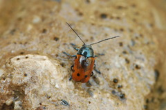Cryptocephalus obliteratifer