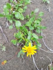 Packera hyperborealis