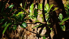 Passerina rositae