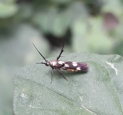 Eretmocera