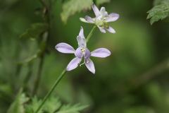 Delphinium anthriscifolium