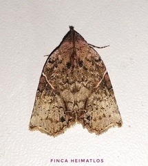 Gonodes obliqua