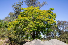 Cenostigma pluviosum