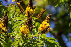 Cenostigma pluviosum