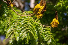 Cenostigma pluviosum