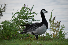 Branta leucopsis