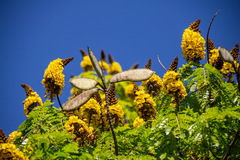 Cenostigma pluviosum