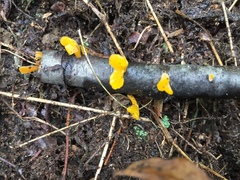 Heterotextus miltinus