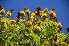 Cenostigma pluviosum