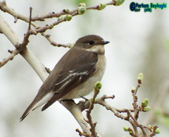 Ficedula semitorquata