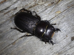 Dorcus parallelus