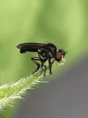 Hadrokolos texanus