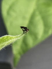 Hadrokolos texanus