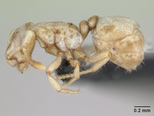 脊蚁属Tropidomyrmex