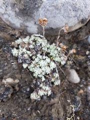 Antennaria densifolia