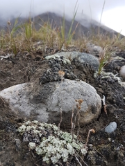 Antennaria densifolia