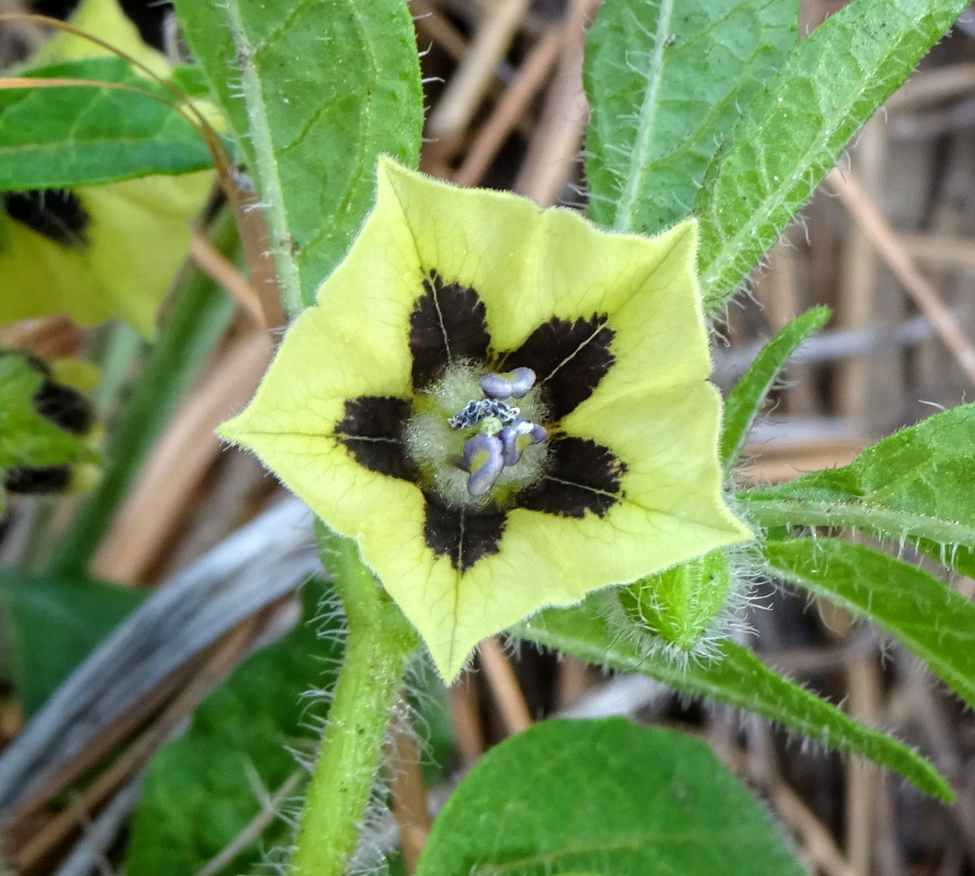 Physalis caudella