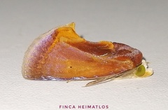 Gonodonta fulvangula
