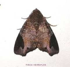 Closteromorpha reniplaga