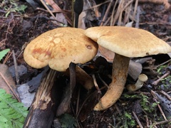 Suillus decipiens