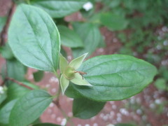 Philadelphus inodorus