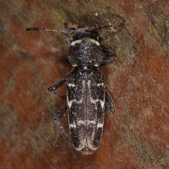Xylotrechus integer
