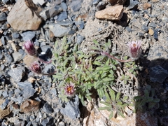 Erigeron denalii