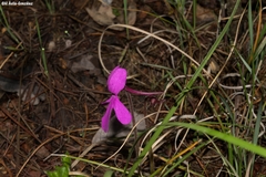 Pinguicula oblongiloba