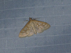 Paracorsia repandalis