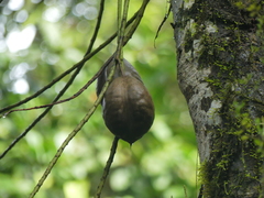 Erythrina megistophylla