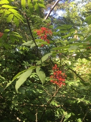 Sambucus racemosa