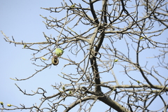 Brotogeris chiriri