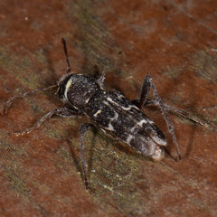 Xylotrechus integer